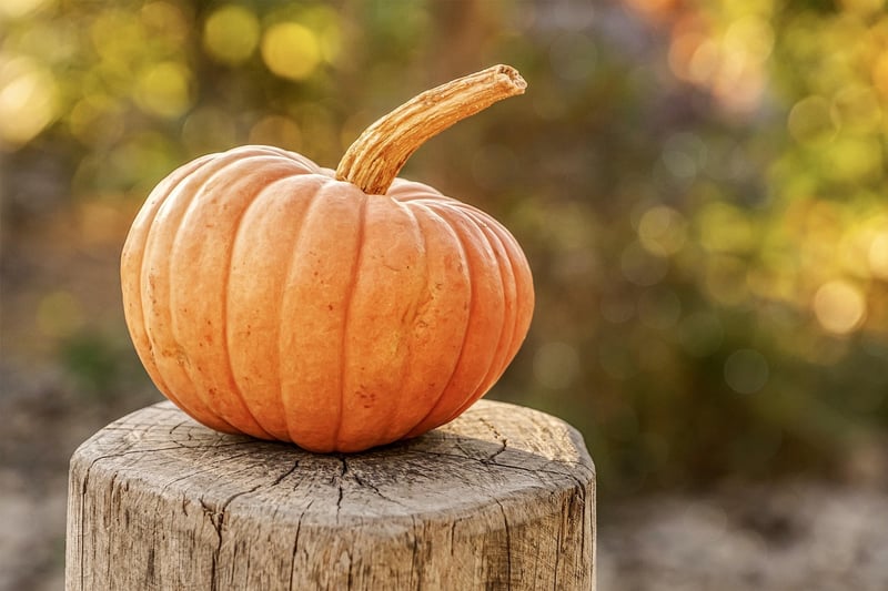 Fall Harvest Specials